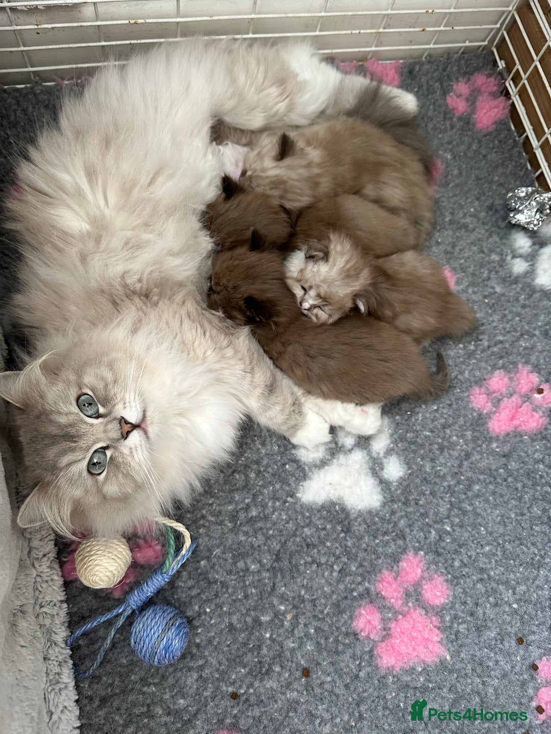 RagaMuffin cats for sale: AUTHENTIC RAGAMUFFIN KITTENS  - Advert 9