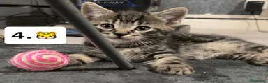 Tabby kitten 4.