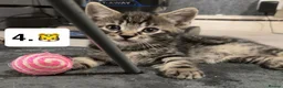 Mixed Breed cats for sale: 5 beautiful kittens for new homes - Advert 1