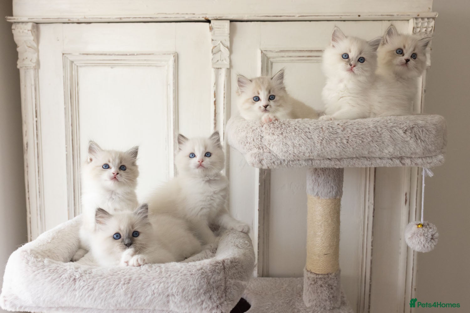 Ragdoll cats the Best Ragdoll kittens - Advert 1