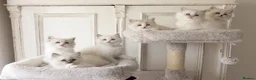 Ragdoll cats for sale: the Best Ragdoll kittens - Advert 1