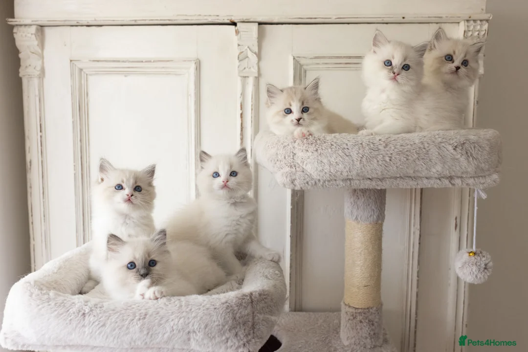 Ragdoll cats for sale: the Best Ragdoll kittens - Advert 1