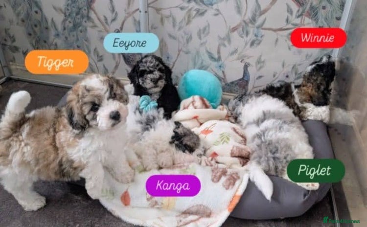 Poochon dogs - Advert 3
