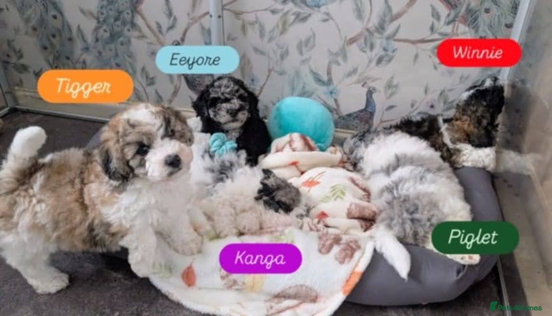 Poochon dogs for sale: Poochon pups stunning Rare colours - Image 1