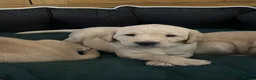 Labrador Retriever dogs for sale: Stunning KC Registered Champion line Puppies  - Advert 27