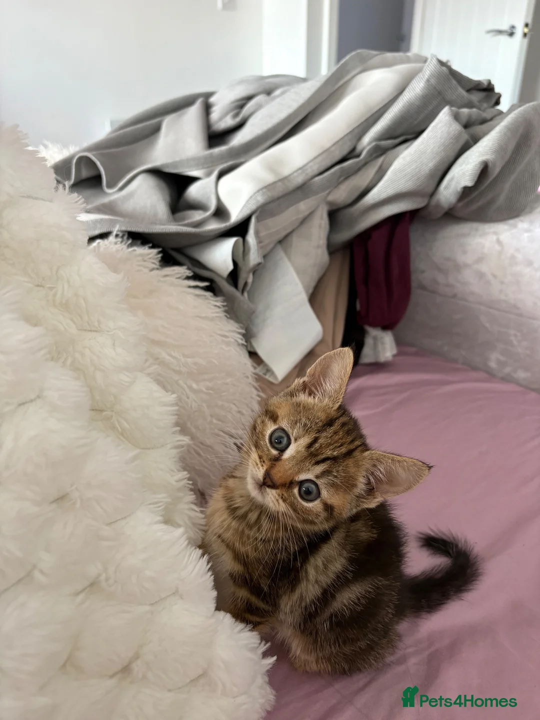 Mixed Breed cats for sale: Beautiful tabby kitten  in Hemel Hempstead - Advert 1