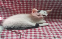 Mixed Breed cats for sale: 9 weeks old kittens for sale  - Image 10