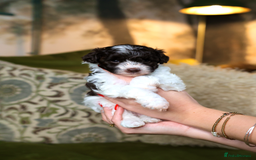 Mixed Breed dogs for sale: Adorable Schnoodle puppies  - Image 3