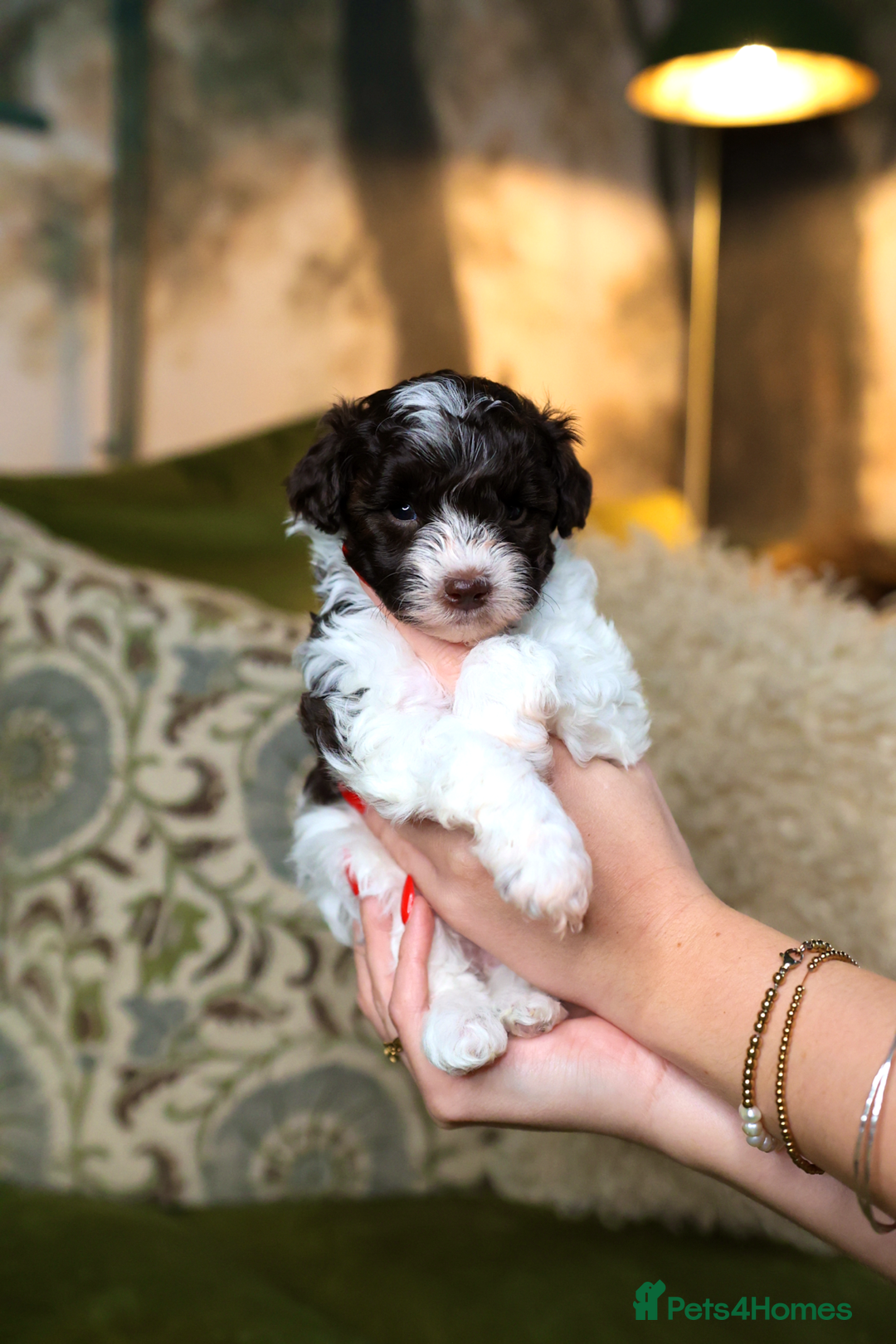 Mixed Breed dogs for sale: Adorable Schnoodle puppies  - Image 3