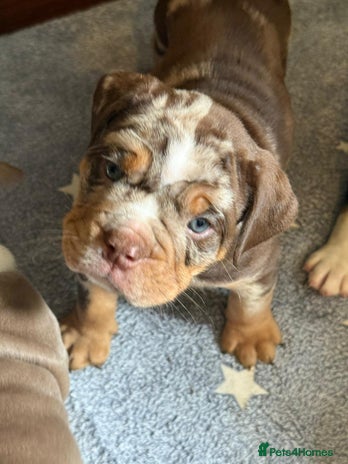 Olde English Bulldogge dogs - Advert 1