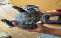British Shorthair cats for sale: It’s a British short hair  - Image 5