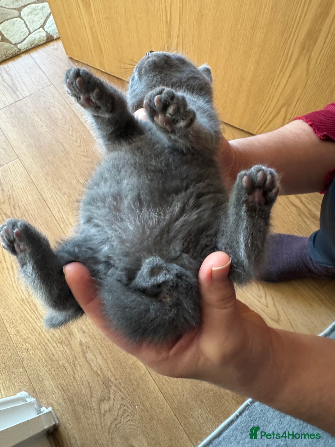 British Shorthair cats for sale: It’s a British short hair  - Image 5