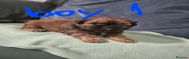 Shih Tzu 1