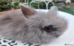 Lionhead rabbits for sale: PUREBRED DOUBLE/TEDDY LION HEAD BABIES  - Image 8