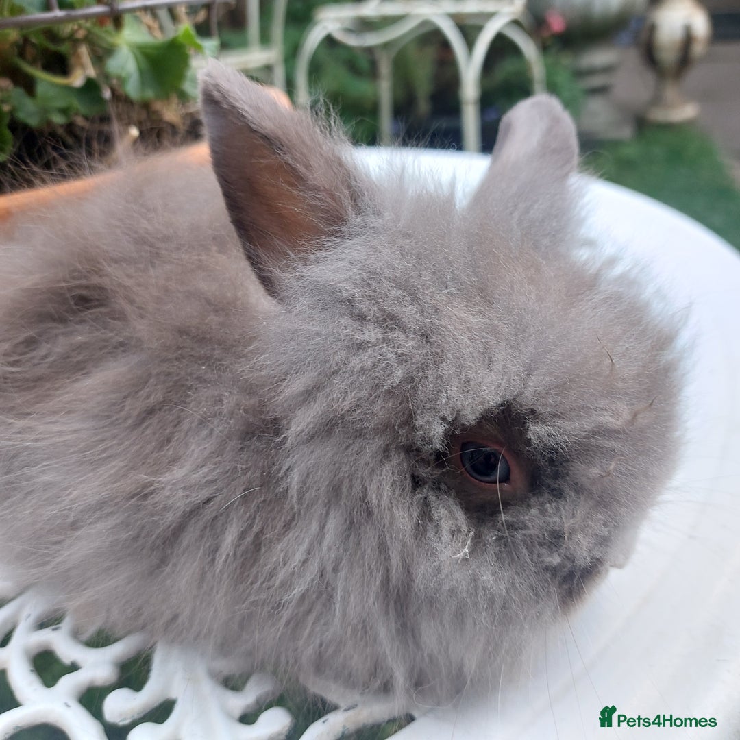 Lionhead rabbits for sale: PUREBRED DOUBLE/TEDDY LION HEAD BABIES  - Image 8