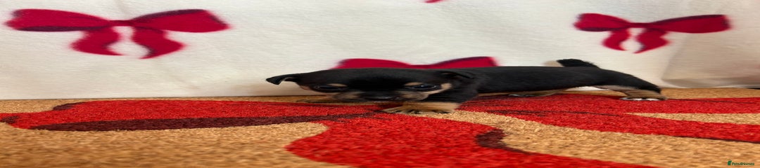 Jack Russell Puppy 4