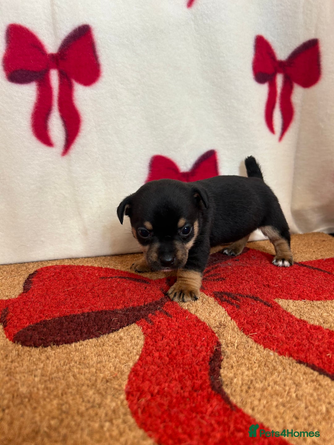 Jack Russell dogs for sale: Short legged true to type Jack Russell Puppies  - Image 4