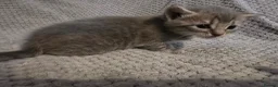 Mixed Breed cats for sale: 5 beautiful kittens  - Advert 5