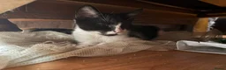 Mixed Breed cats for sale: 6 beautiful kittens  - Advert 6