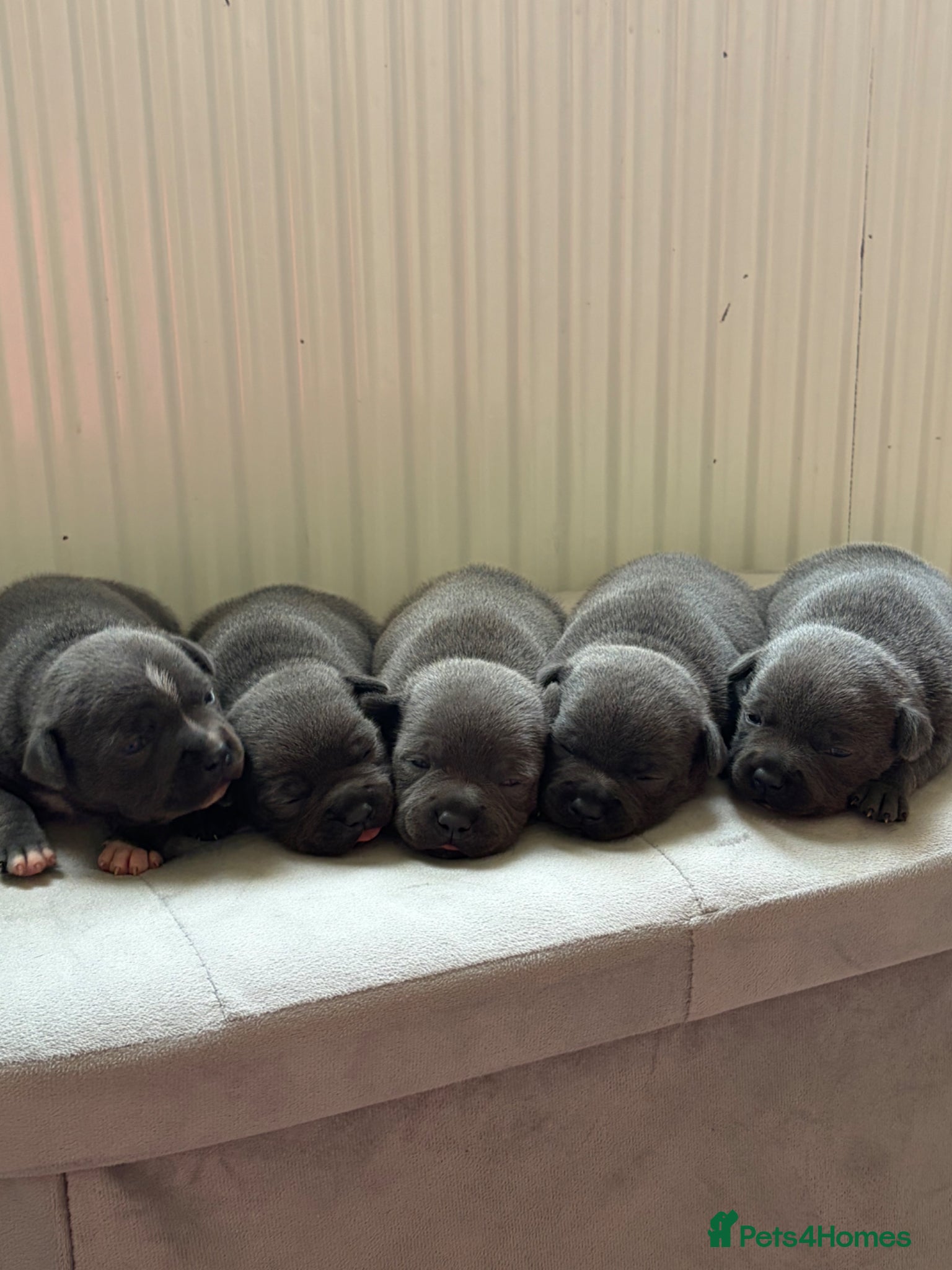 Staffordshire Bull Terrier dogs Beautiful Blue KC reg staff pups - Advert 20