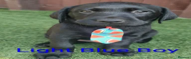 Labrador Retriever 3 Light Blue Boy 🩵