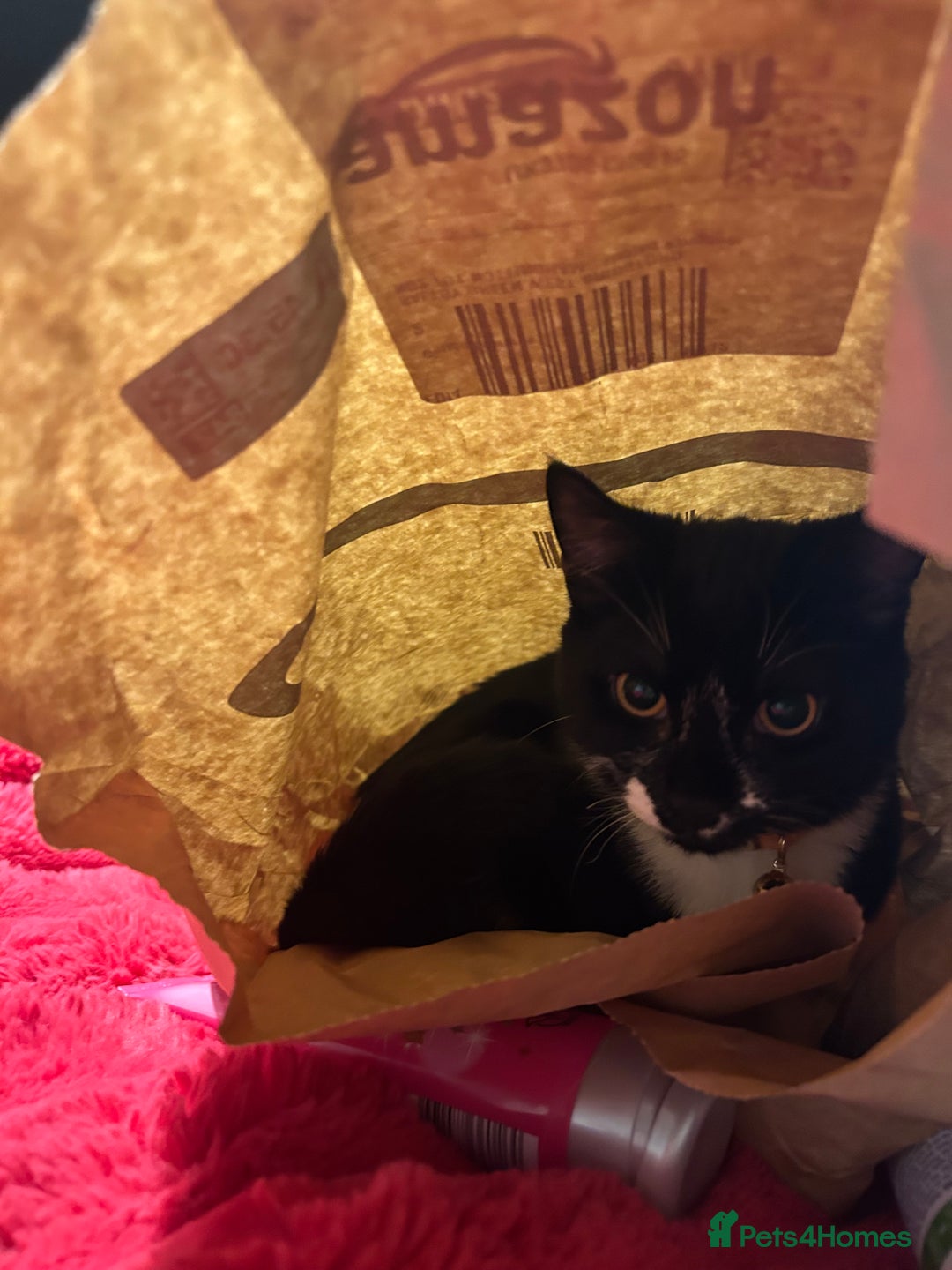 Mixed Breed cats for sale: Adorable 4 month old Tuxedo kitten - Advert 3