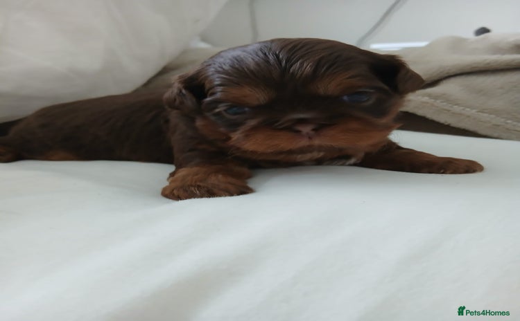 Shih Tzu dogs - Advert 3