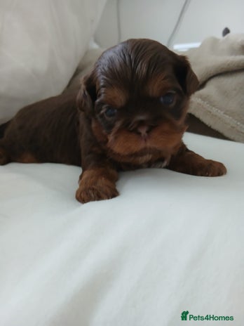 Shih Tzu dogs - Advert 3