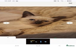 Siamese cats for sale: Beautiful chocolate and Lilac point Siamese boys - Image 3