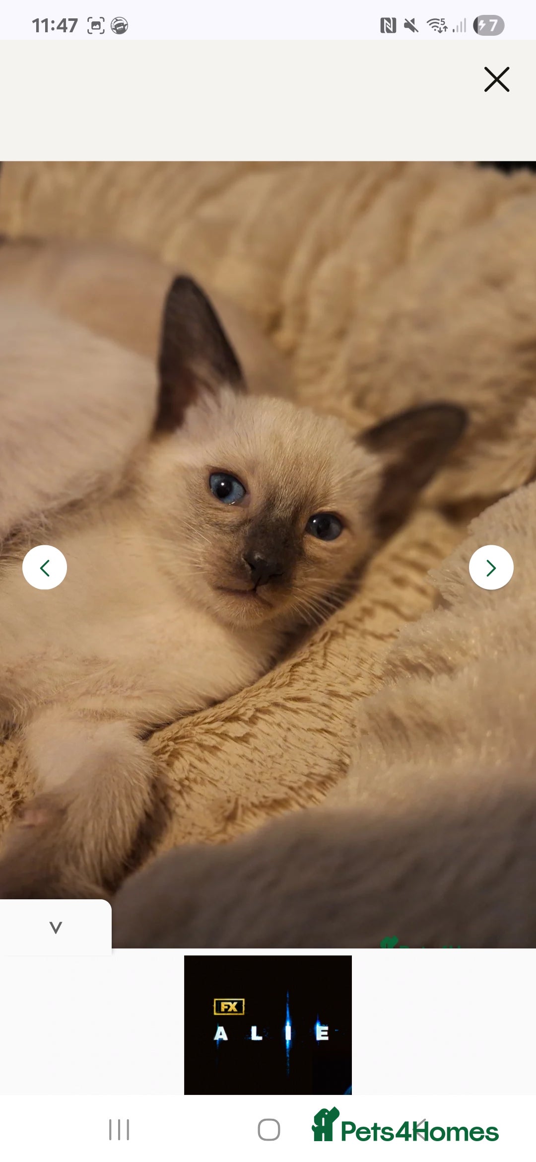 Siamese cats for sale: Beautiful chocolate and Lilac point Siamese boys - Image 3