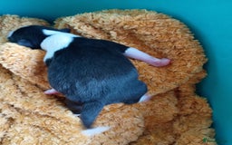 Basenji dogs for sale: Basenji pups  - Advert 5