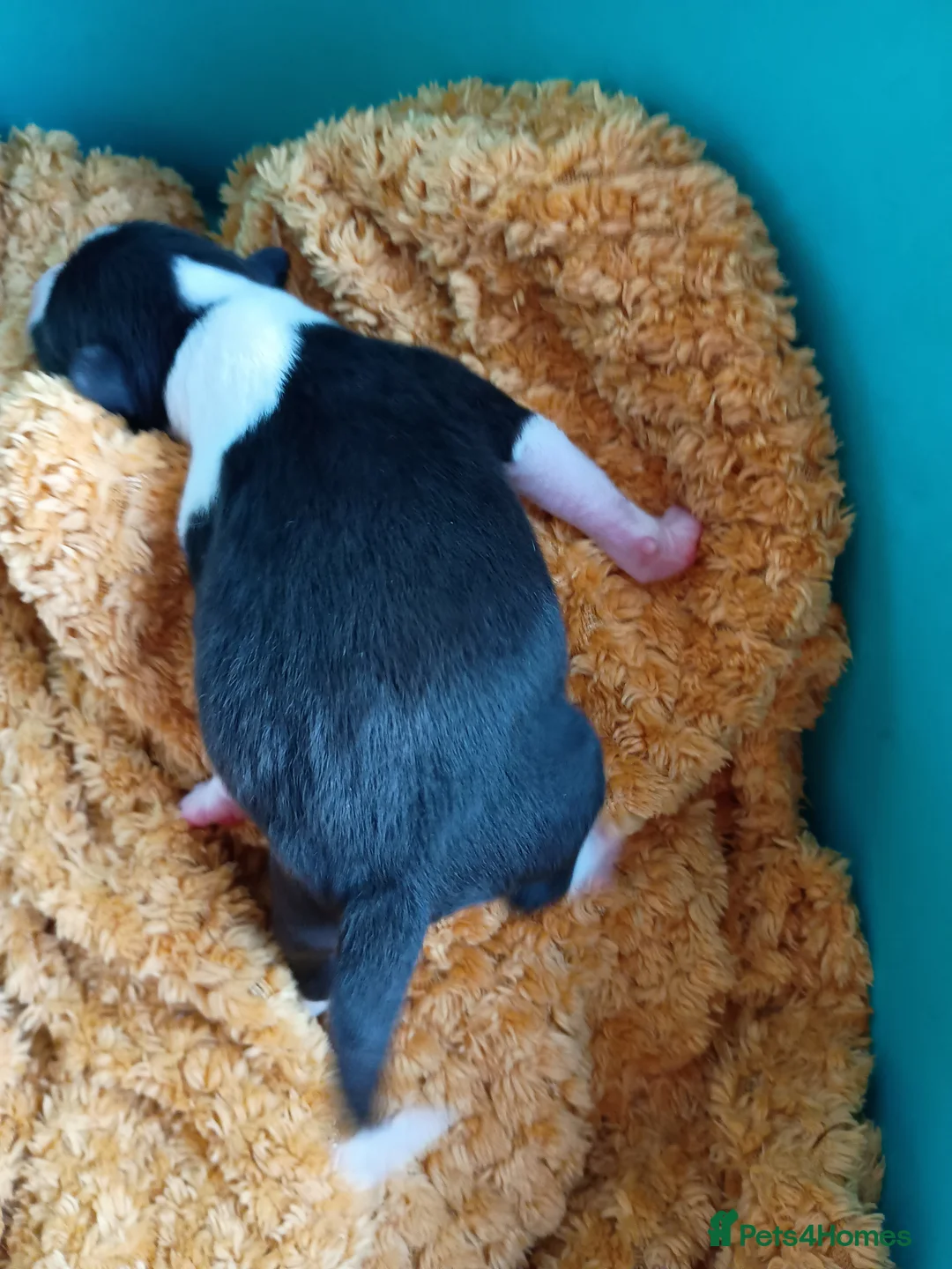 Basenji dogs for sale: Top quality lines pedigree Basenji pups.Ready now. - Advert 25