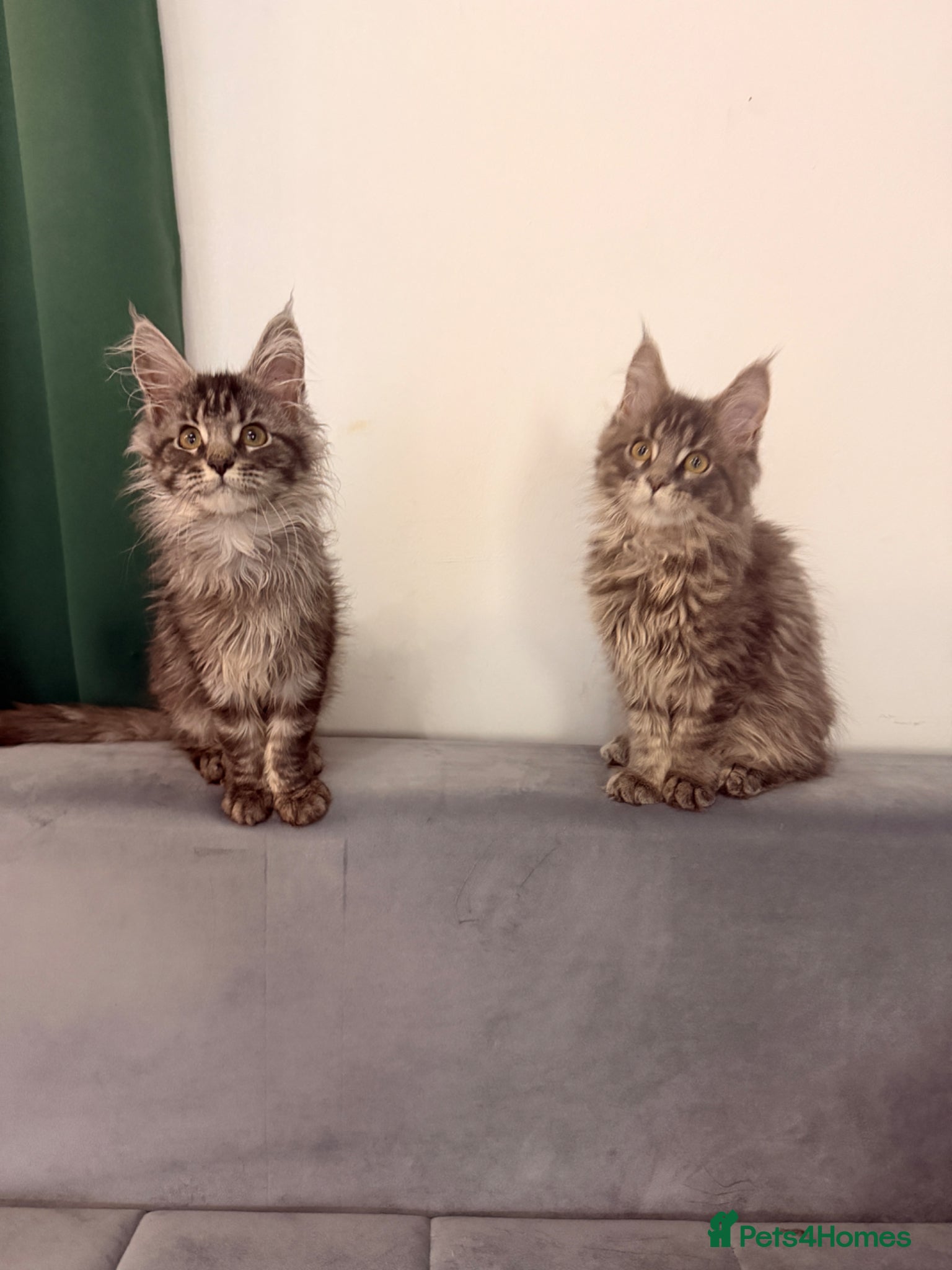Maine Coon cats for sale: Beautiful kittens pure Maincoon  - Advert 12