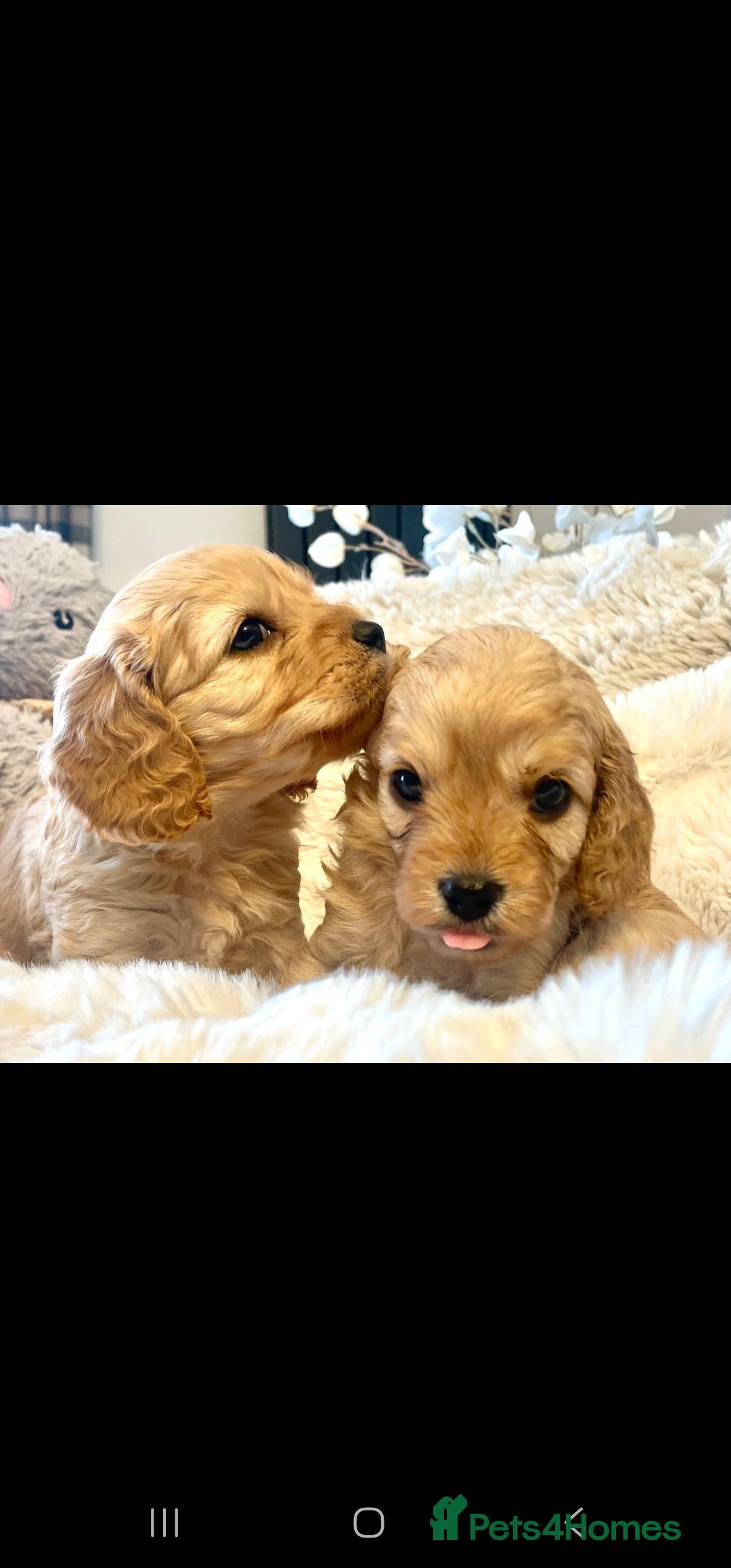 Toy Poodle dogs for stud: Toy poodle stud boy  in Blackburn - Advert 31