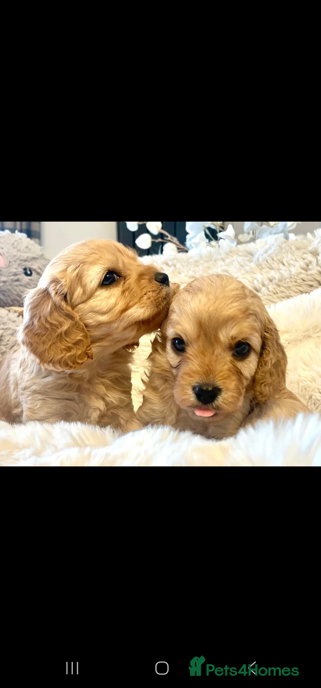 Toy Poodle dogs for stud: Toy poodle stud boy  in Blackburn - Advert 29