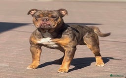 Old Tyme Bulldog dogs for stud: Exceptional 5⭐️Licensed & Registered 23 years expe in Wisbech - Image 1