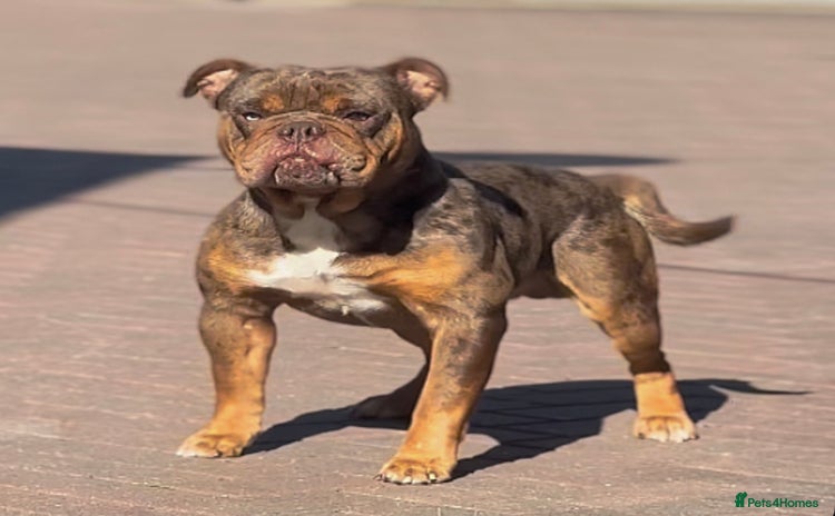 Old Tyme Bulldog dogs in Wisbech - Advert 3