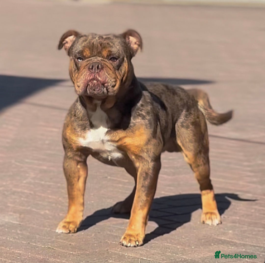 Old Tyme Bulldog dogs for stud: Exceptional 5⭐️Licensed & Registered 23 years expe in Wisbech - Image 1
