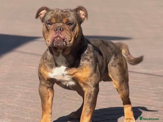 Old Tyme Bulldog dogs in Wisbech - Advert 6