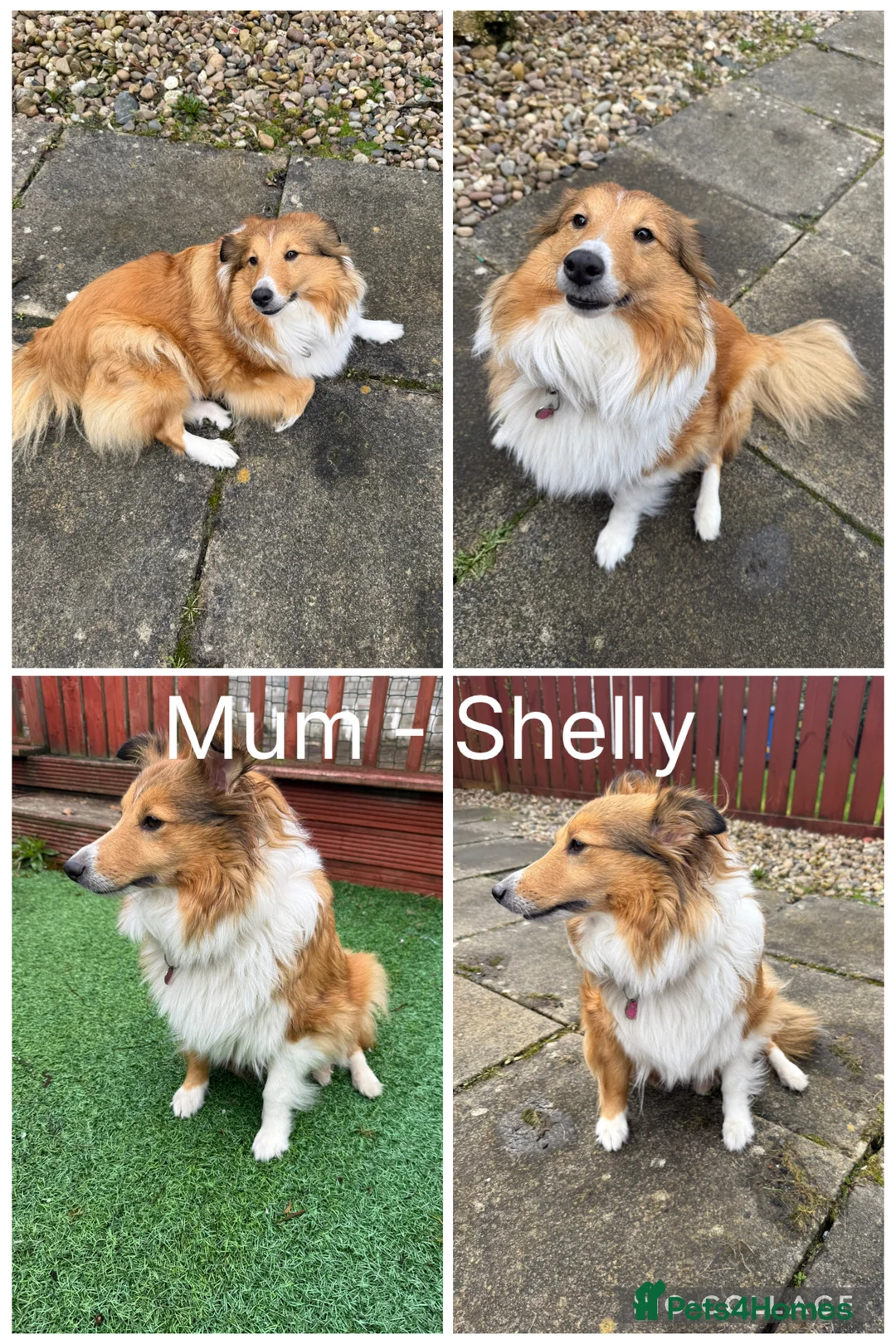 Shetland Sheepdog dogs for sale: Adorable Shetland Sheepdog Puppies - Advert 14