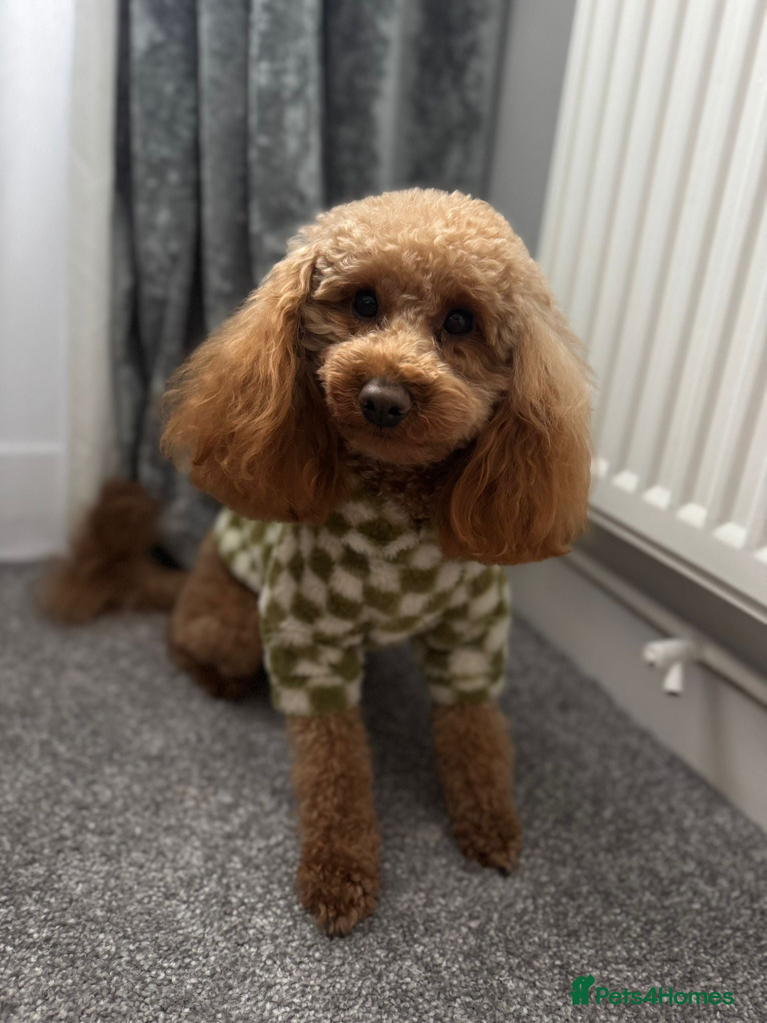 Toy Poodle dogs toy poodle for stud  - Advert 1