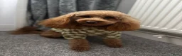 Toy Poodle dogs for stud: toy poodle for stud  - Advert 1