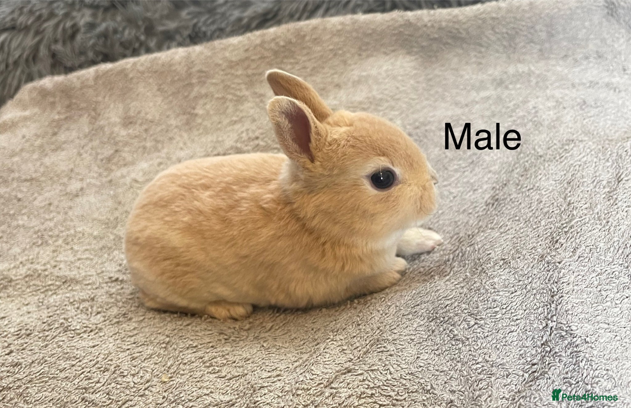 Rex rabbits 💖Pure bred mini Rex💖 - Advert 1
