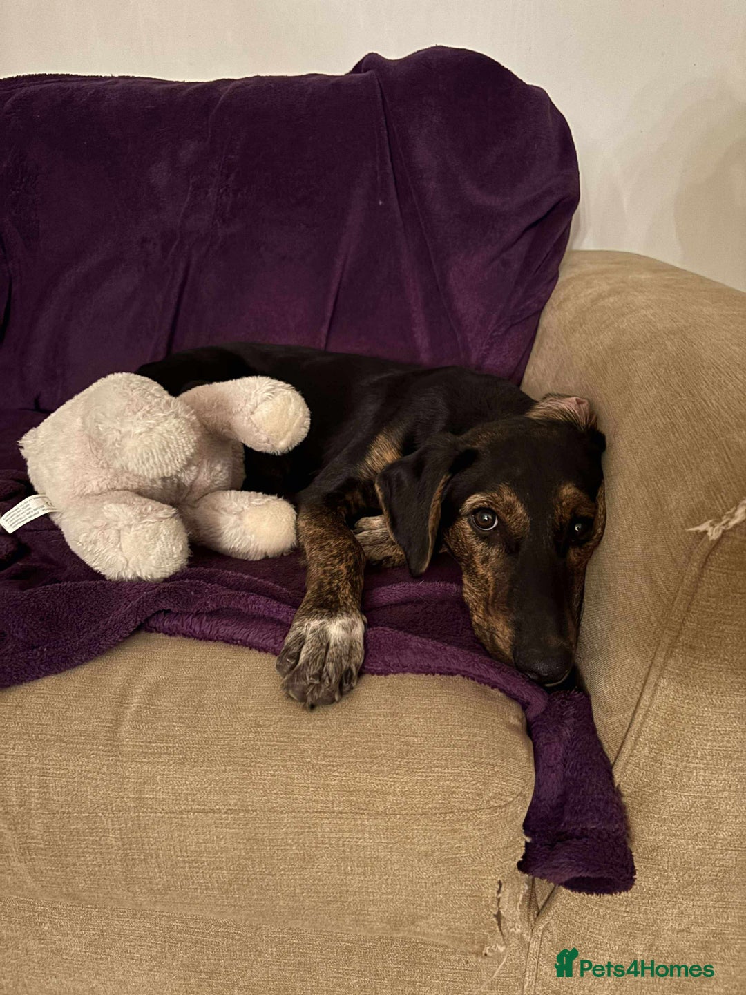 Mixed Breed dogs for adoption: Puppy Rina is waiting for you! - Image 11