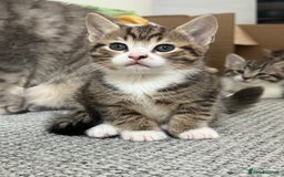 British Shorthair cats for sale: Beautiful half BSH Kittens  - Image 10