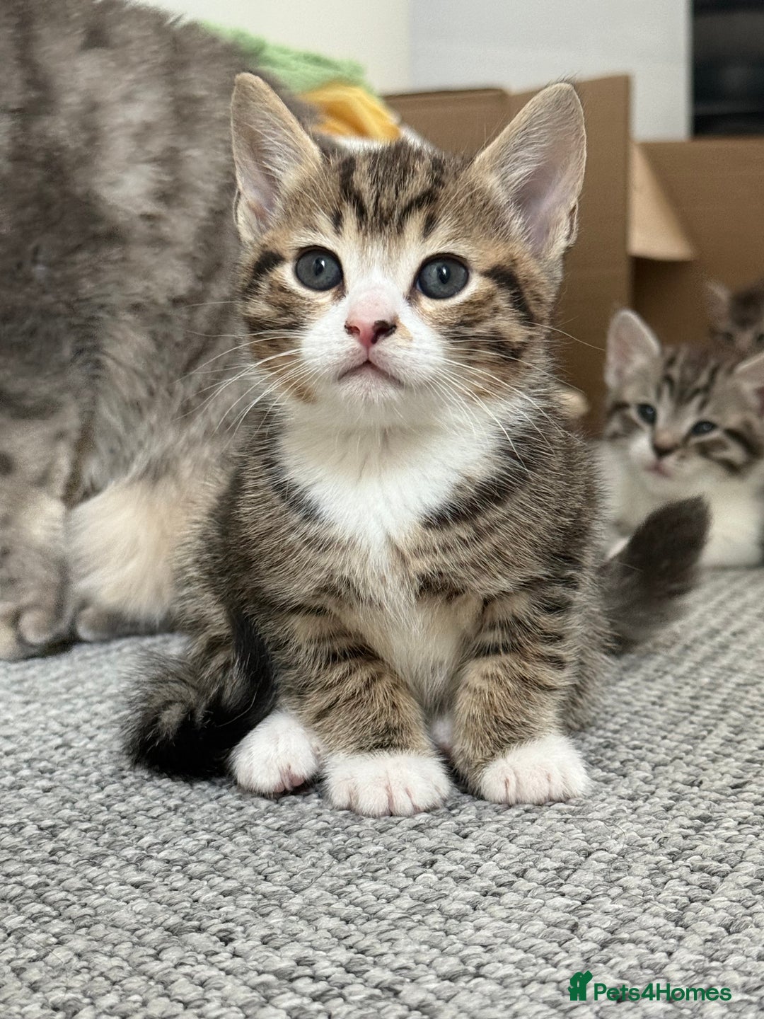 British Shorthair cats for sale: Beautiful half BSH Kittens  - Image 10
