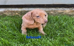 Dachshund dogs for sale: Miniature dachshund puppies  in Newmarket - Image 2
