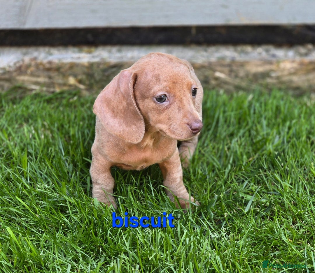 Dachshund dogs for sale: Miniature dachshund puppies  in Newmarket - Image 2