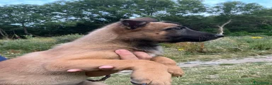 Belgian Shepherd Dog Puppy 4