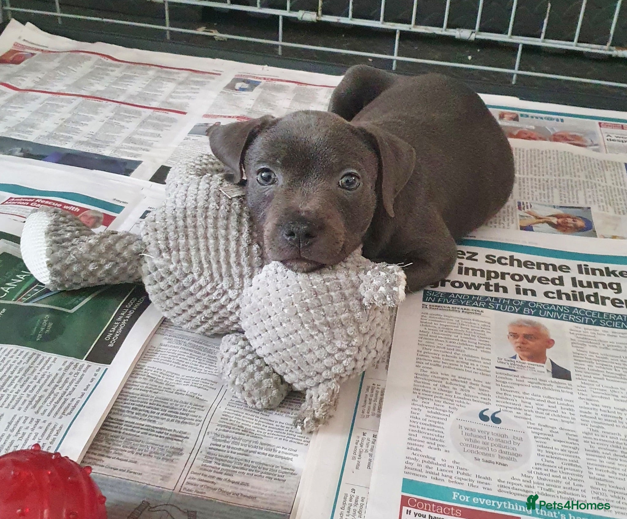 Staffordshire Bull Terrier dogs KC Reg Blue Staffordshire Bull Terrier - READY NOW - Advert 6